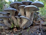 Pleurotus columbinus image