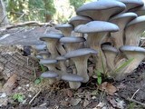 Pleurotus columbinus image