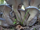 Pleurotus columbinus image