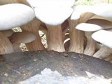 Pleurotus columbinus image