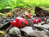 Hygrocybe acutoconica image