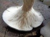 Pleurotus columbinus image