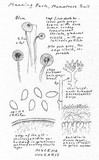 Mycena vulgaris image