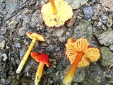 Hygrocybe acutoconica image