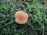 Cystoderma amianthinum image