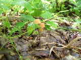 Marasmius siccus image