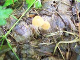 Marasmius siccus image