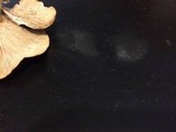 Rhodocybe popinalis image