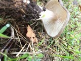 Xerula furfuracea image