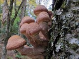 Armillaria solidipes image