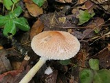 Lepiota clypeolaria image