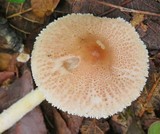 Lepiota clypeolaria image