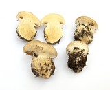 Cortinarius magnivelatus image