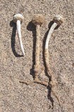 Tulostoma cretaceum image