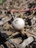 Tulostoma cretaceum image