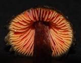 Bertrandia astatogala image