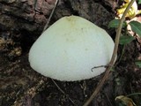Volvariella bombycina image