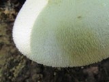 Volvariella bombycina image