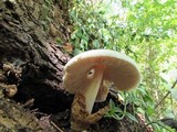 Volvariella bombycina image