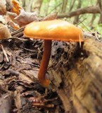 Gymnopilus liquiritiae image