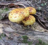 Pholiota limonella image