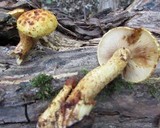 Pholiota limonella image