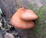 Gymnopilus liquiritiae image