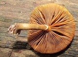 Gymnopilus fulvosquamulosus image