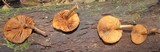 Gymnopilus fulvosquamulosus image