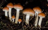 Pholiota astragalina image
