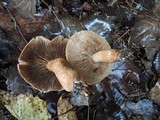 Tricholoma vaccinum image