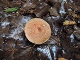 Tricholoma vaccinum image