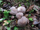Tricholoma scalpturatum image
