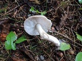 Tricholoma scalpturatum image