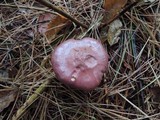 Chroogomphus vinicolor image