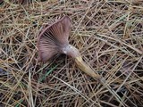 Chroogomphus vinicolor image