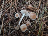 Mycena pearsoniana image