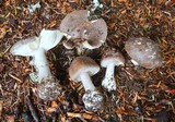 Amanita porphyria image