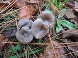 Clitocybe ditopa image