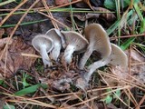 Clitocybe ditopa image