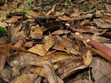 Gymnopus quercophilus image