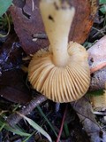 Russula puellaris image