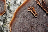 Hydnoporia tabacina image