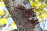 Hydnoporia tabacina image
