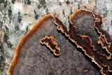 Hydnoporia tabacina image