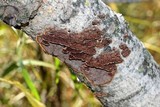 Hydnoporia tabacina image