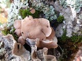 Armillaria gallica image