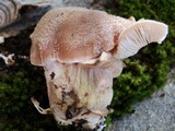 Armillaria gallica image