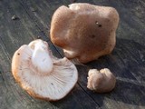 Armillaria gallica image