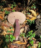 Tylopilus plumbeoviolaceus image